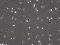 sperm project thumbnail