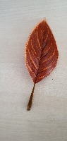 Leaf project thumbnail