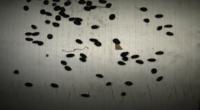 Black bean project thumbnail