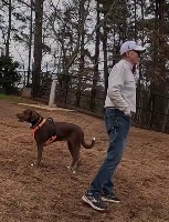 dog detection2 project thumbnail