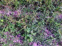 Plant project thumbnail
