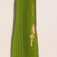 leaf detection project thumbnail