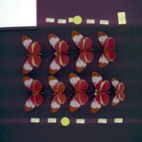 Heliconius Segmentation project thumbnail