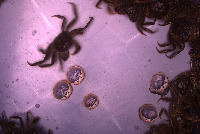 CrabbsJan project thumbnail