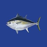 yellowfin project thumbnail