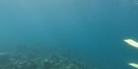 coralscapes-rfdetr-baseline project thumbnail