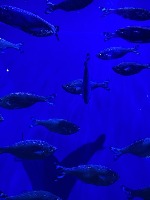 Ocean project thumbnail