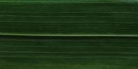 oil-palm-tree-diseases-detection project thumbnail