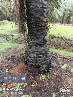 Oil Palm Ganoderma Detection 2 project thumbnail