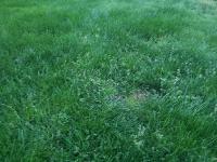 grass-fixer-lawn project thumbnail