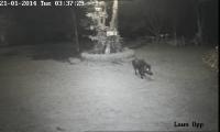 wildboar project thumbnail