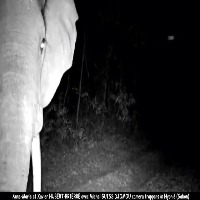 Elephant detection project thumbnail
