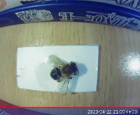 ProBeeHive project thumbnail