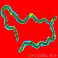 microorganism project thumbnail