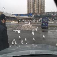Pedestrian detection v1 project thumbnail
