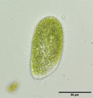 protist project project thumbnail