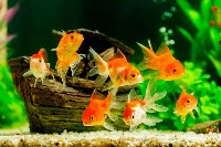 Fish Detection project thumbnail