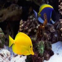 Fish Detection project thumbnail