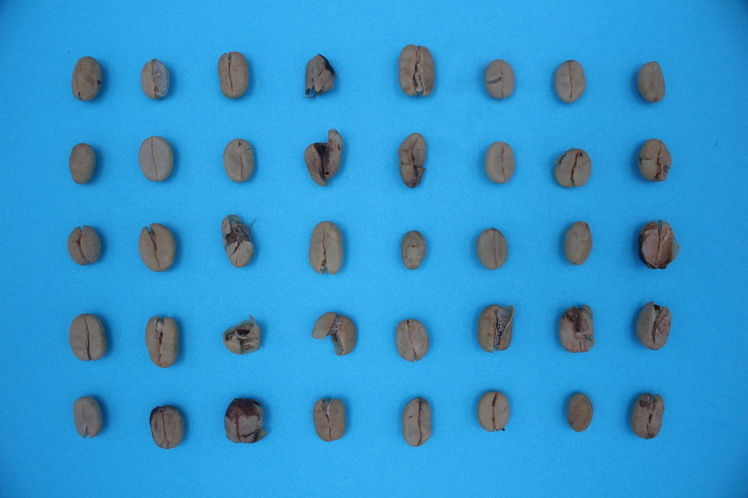 Greenbeanscoffee-rb Object Detection Dataset by Percobaan1