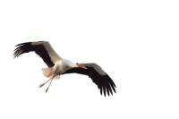 African Birds Detection project thumbnail
