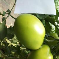 tom_Mix_Ripe project thumbnail