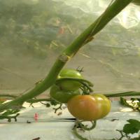 tom_Half_Ripe project thumbnail