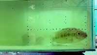 Biomass estimation v8 enh2 project thumbnail