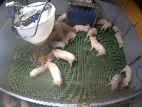 Pig project thumbnail