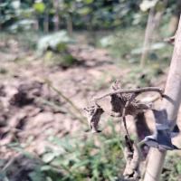 PlantsDiseaseDetection project thumbnail