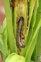 Pest Detection project thumbnail