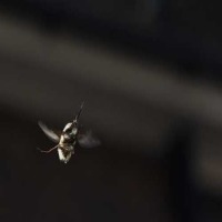 fly_detection project thumbnail
