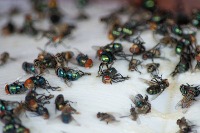 flies project thumbnail