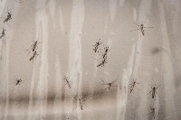 Mosquito detection Yolo project thumbnail