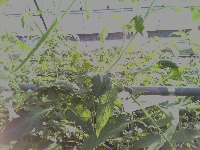 tomato project thumbnail