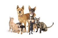 cat and dog project thumbnail