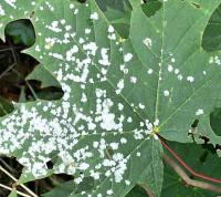 Powdery mildew project thumbnail