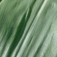 YuJiGo-Maize-Disease project thumbnail