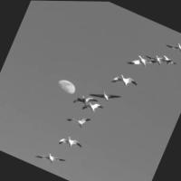 pest bird detection Object Detection Model by sandra