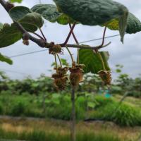 Actinidia_FRC1 project thumbnail