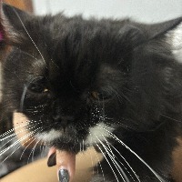 cat detection project thumbnail