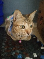 CAT project thumbnail