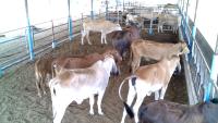 cow project thumbnail