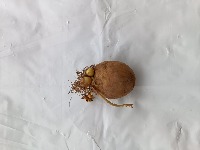 potato-seed-damage-level project thumbnail