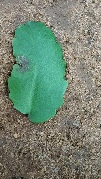 leaf_classification project thumbnail