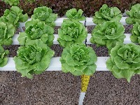 Hydroponic vegetables project thumbnail