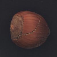 Hazelnut Defect Detection project thumbnail