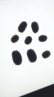 Coffee Beans Size project thumbnail