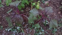 Crop weed Detection project thumbnail