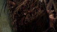 bunga sawit project thumbnail