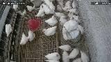 Chicken detection project thumbnail